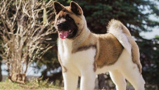 Show hot sale me akitas